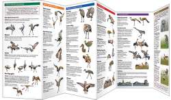 Sandhill Crane Display Dictionary