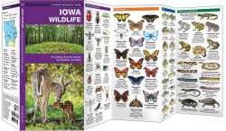 Iowa Wildlife