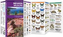 Nevada Wildlife