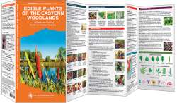 Edible Plants of the Eastern Woodlands