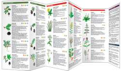 Medicinal Plants of the Eastern Woodlands