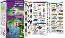 Amazon Wildlife