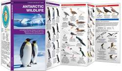 Antarctic Wildlife