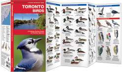 Toronto Birds
