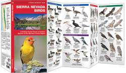 Sierra Nevada Birds