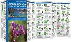 Sierra Nevada Trees & Wildflowers