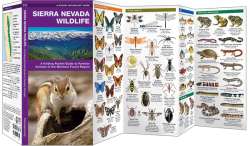 Sierra Nevada Wildlife