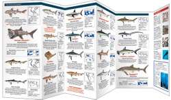 The World of Sharks