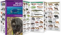 Belize Wildlife