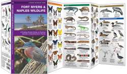 Fort Myers & Naples Wildlife