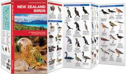 New Zealand Birds