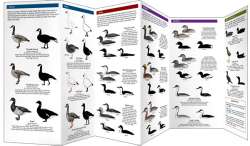The Cornell Lab of Ornithology Waterfowl ID 3 Sea Ducks & Others