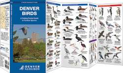 Denver Birds