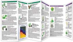 Medicinal Survival Plants of the Rocky Mountains
