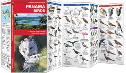 Panama Birds