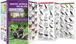South Africa Wildlife