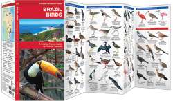 Brazil Birds