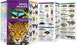 Brazil Wildlife