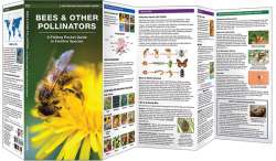 Bees & Other Pollinators