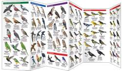 Dominican Republic Birds
