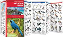 Yucatan Birds