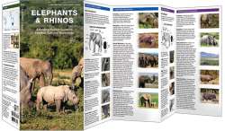 Elephants & Rhinos