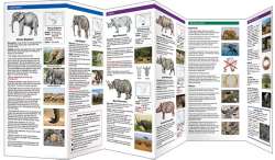 Elephants & Rhinos