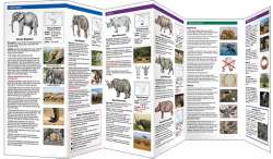 Elephants & Rhinos