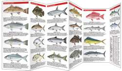 Saltwater Game Fish of North America