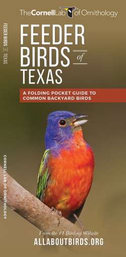 Feeder Birds of Texas