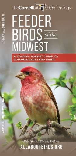 Feeder Birds of the Midwest