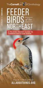 Feeder Birds of the Northeast - Pocket Guide