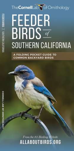 Feeder Birds of Southern California