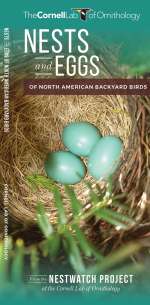 Nests and Eggs of North American Backyard Birds - Pocket Guide
