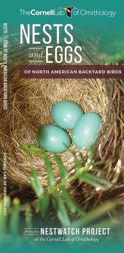 Nests and Eggs of North American Backyard Birds