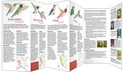 Hummingbirds of North America