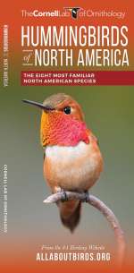 Hummingbirds of North America - Pocket Guide