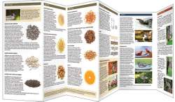 Bird Feeders and Food