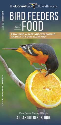 Bird Feeders and Food
