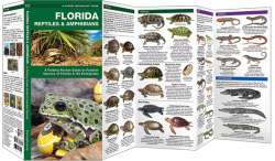 Florida Reptiles & Amphibians