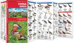 China Birds