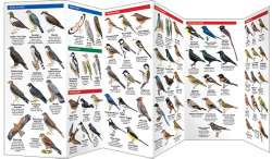 Japan Birds