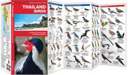 Thailand Birds