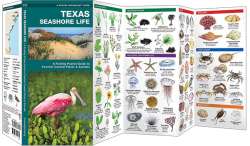 Texas Seashore Life, 2nd Edition