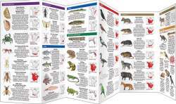 Invasive Animals & Plants