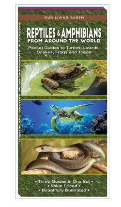 Reptiles & Amphibians From Around the World