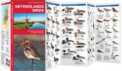 Netherlands Birds