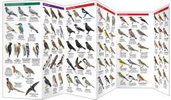 Sweden Birds