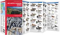 Atlantic Canada Birds