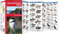 New Brunswick Birds